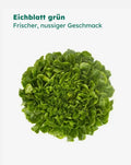 Pflanzensamen | Eichblatt grün