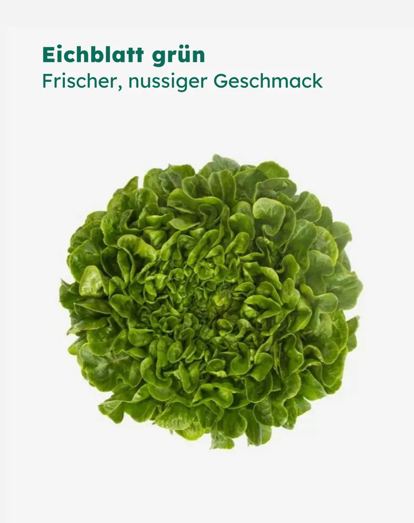 Pflanzensamen | Eichblatt grün