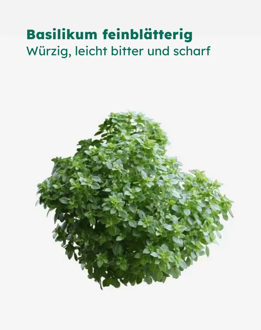 Kräuter-Mix | 6er Pack
